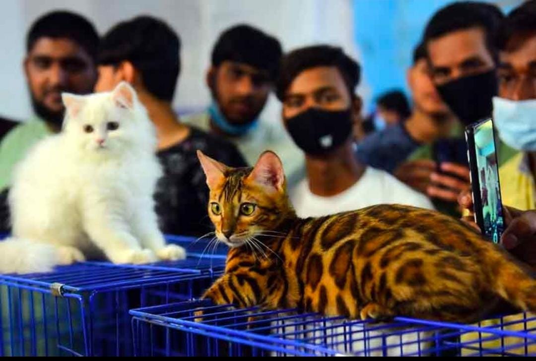 जमशेदपुर में पहली बार झारखंड में देखिए कैट शो, 110 बिल्लियों ने लिया भाग,